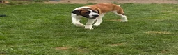 Saint Bernard dogs for sale: Saint Bernard puppy  - Advert 2