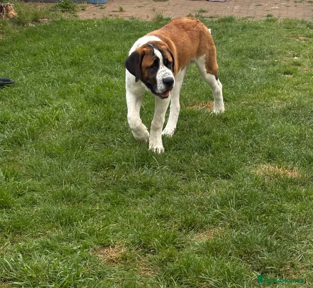 Saint Bernard dogs for sale: Saint Bernard puppy  - Advert 2