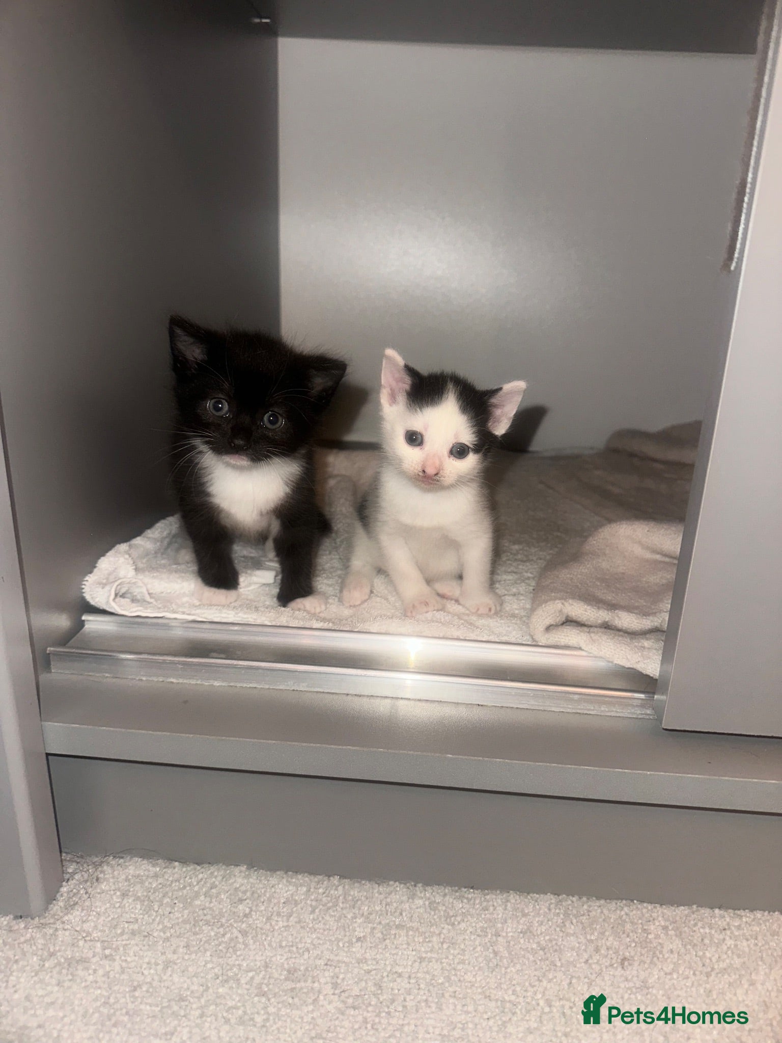 British Shorthair cats 3 british short hair kittens 2 female 1 male  - Advert 1