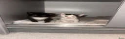British Shorthair cats for sale: 3 british short hair kittens 2 female 1 male  in Birmingham - Advert 1