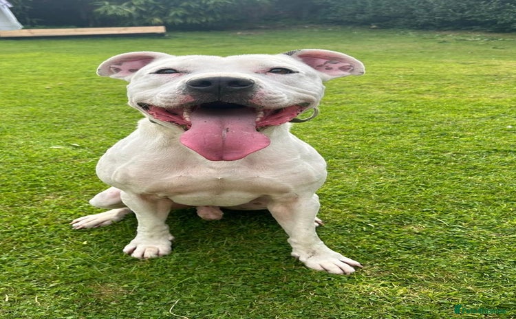 Mixed Breed dogs - Advert 2
