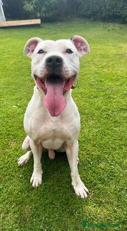 Mixed Breed dogs - Advert 4