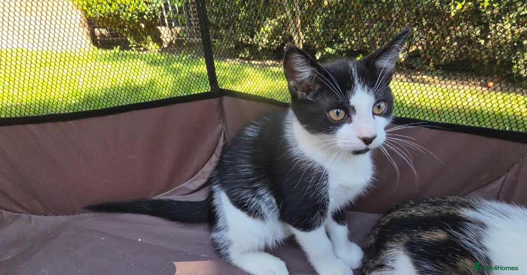 Mixed Breed cats for sale: Adorable Mixed Breed Kittens 🐾 - Image 2