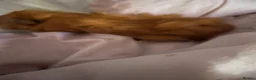 Guinea Pig rodents for sale: Female & Male Guinea Pig - Advert 6