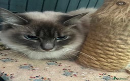 Ragdoll cats for adoption: Our beautiful rescue rag doll  - Image 1