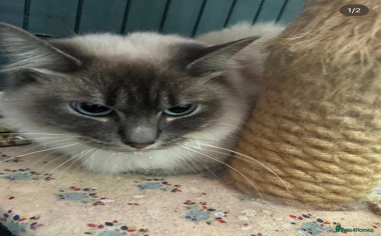 Ragdoll cats - Advert 1