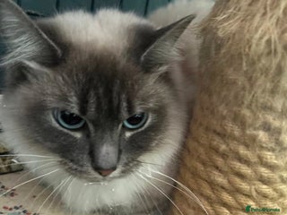 Ragdoll cats - Advert 1