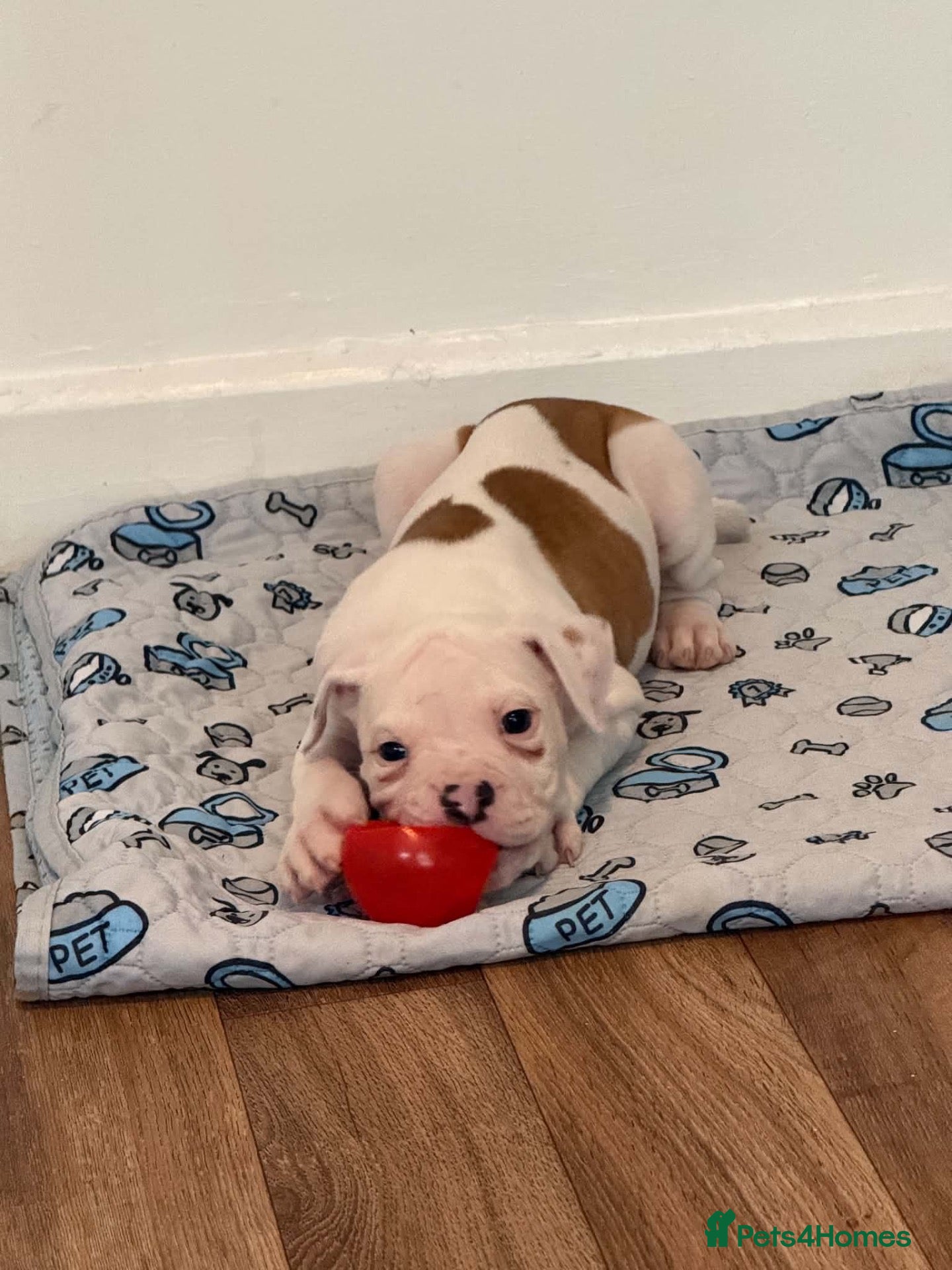 American Bulldog dogs Ready to leave ! American bulldog puppies  - Advert 13