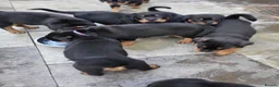 Rottweiler dogs for sale: Rottweiler pupps for sale  - Advert 12