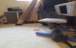 Mixed Breed cats for sale: Kittens available  - Image 6