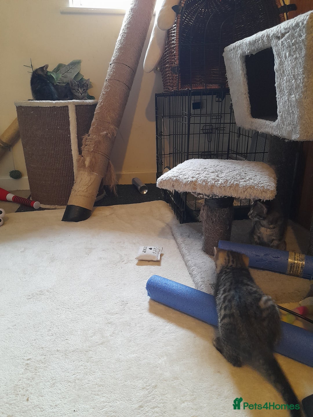 Mixed Breed cats for sale: Kittens available  - Image 6
