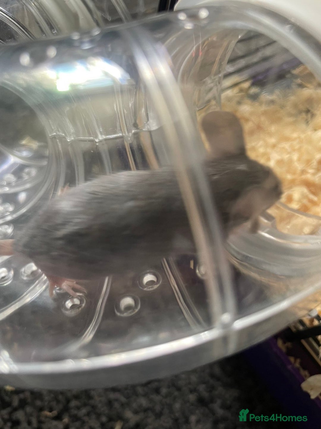 Mouse rodents for sale: Female mice free to good home - Image 4