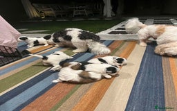 Shih Tzu dogs for sale: Shih Tzu puppy ready for you and your family - Image 5