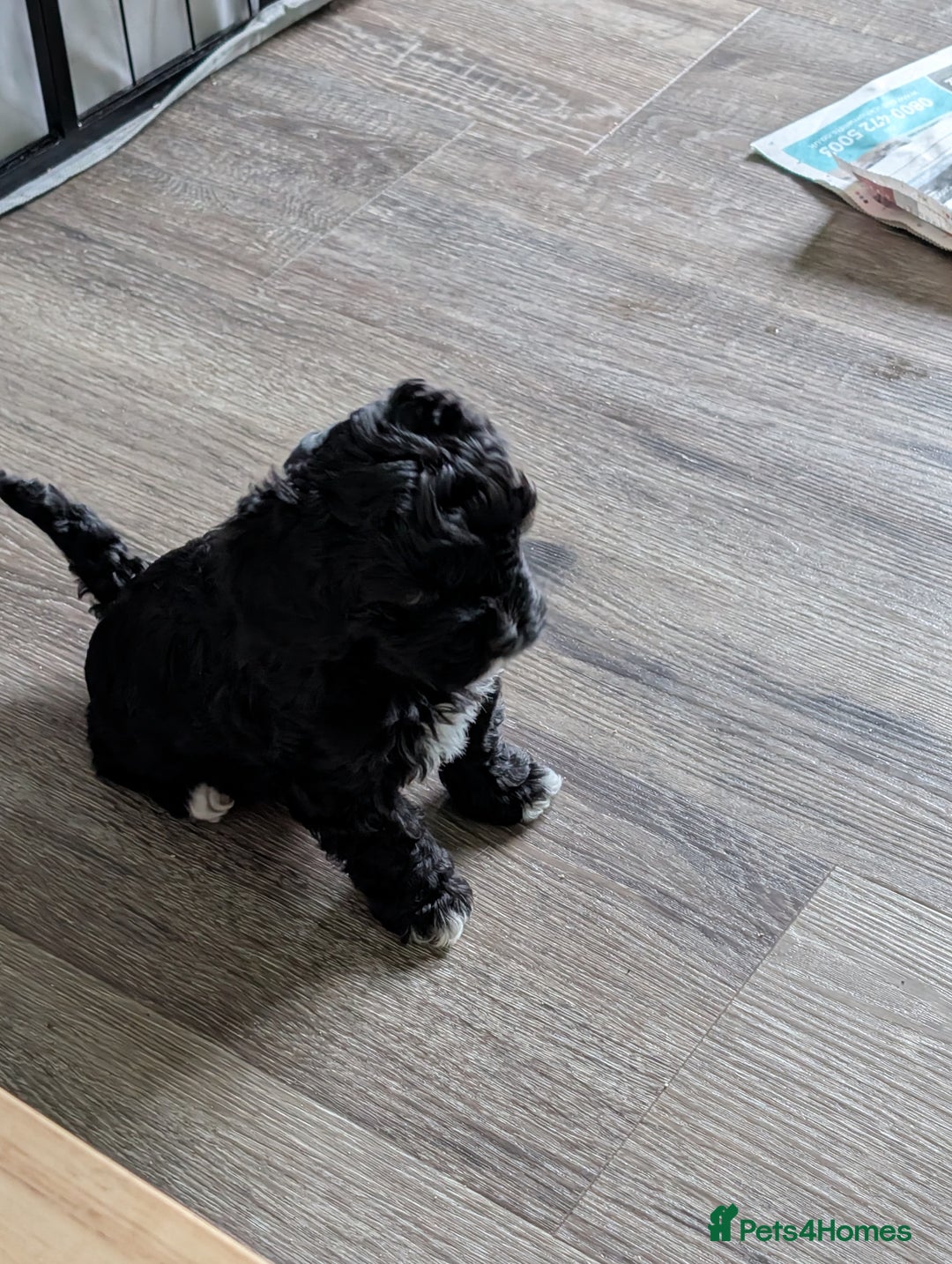 Lhasapoo dogs for sale: Female Lhasapoo for sale - Advert 14