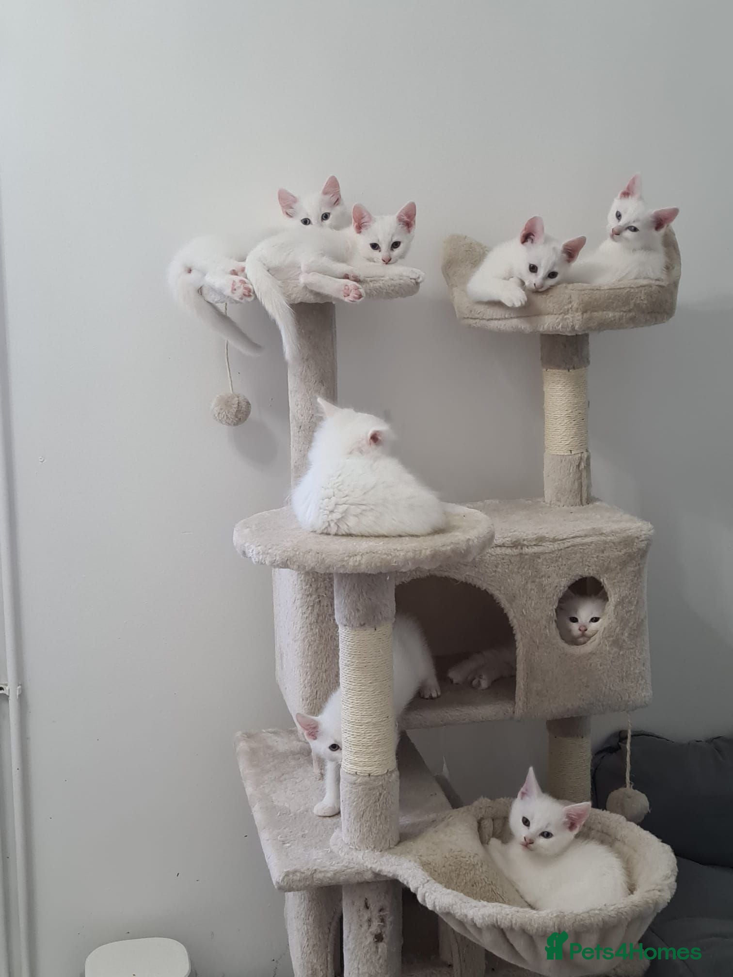 Mixed Breed cats Ragdoll x khao Manee kittens  - Advert 2