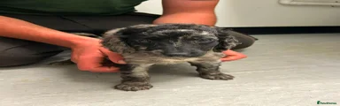 Cockapoo 4