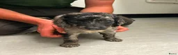 Cockapoo dogs for sale: Cockapoo puppys  - Advert 14
