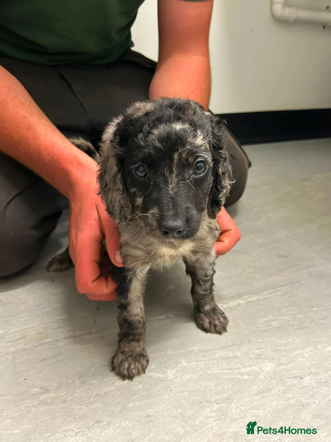 Cockapoo dogs for sale: Cockapoo puppys  - Advert 14