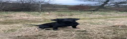 Labrador Retriever dogs for sale: Black Labrador Puppies in Kirkby Stephen - Advert 1