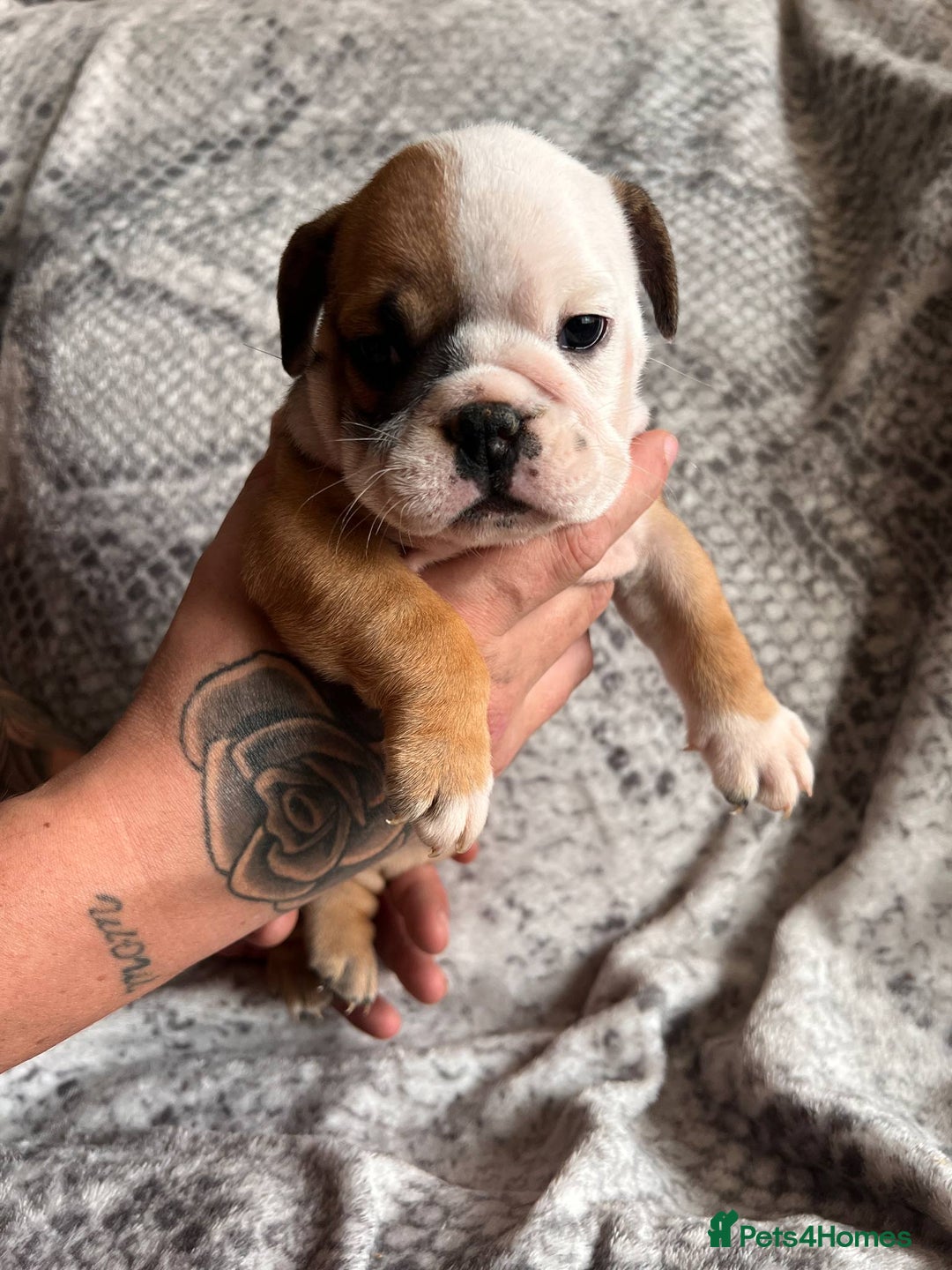 English Bulldog dogs for sale: 🔥 Traditional English bulldog puppies  🔥 - Image 3