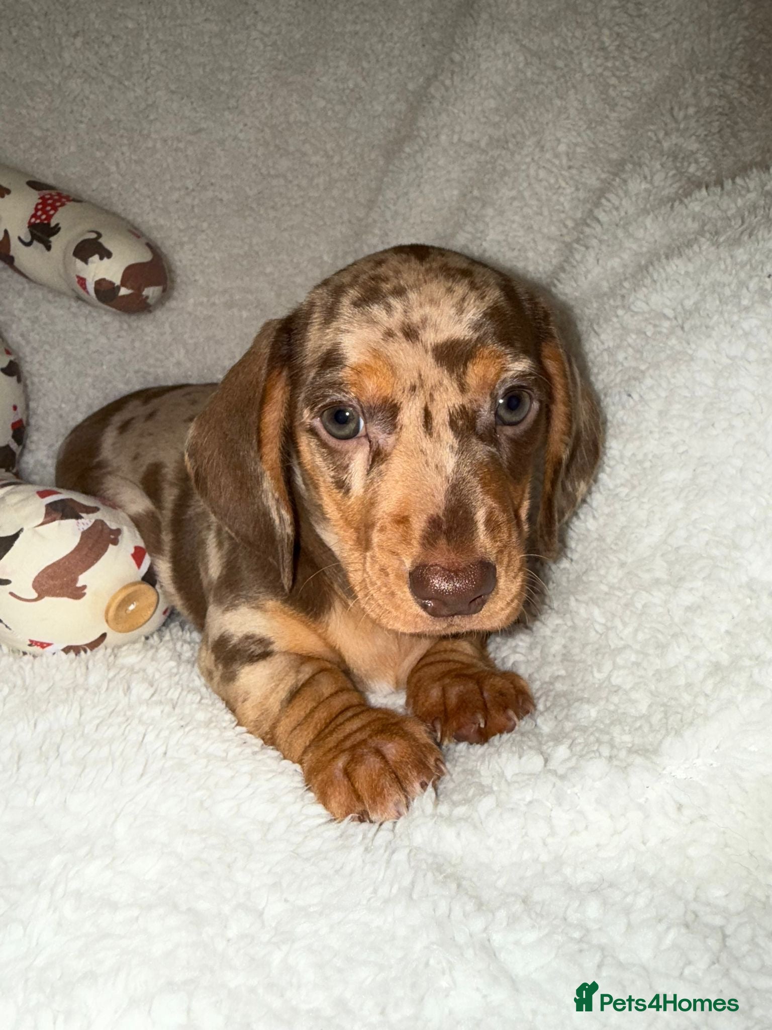 Miniature Dachshund dogs 💜 Stunning Dapple Dachshunds💚 - Advert 14