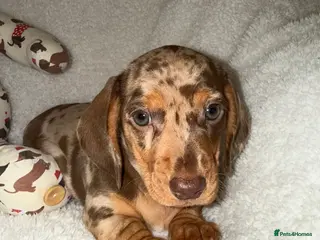 Miniature Dachshund dogs 💜 Stunning Dapple Dachshunds💚 - Advert 14