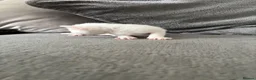 Mixed Breed cats for sale: Pure white male Turkish Angora/Domestic Short Hair - Advert 16