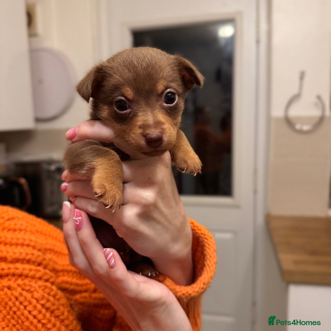 Jack Russell dogs for sale: Stunning miniature jack Russell puppies  - Advert 10