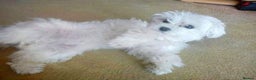 Maltese dogs for sale: pure maltese little girl - Advert 13