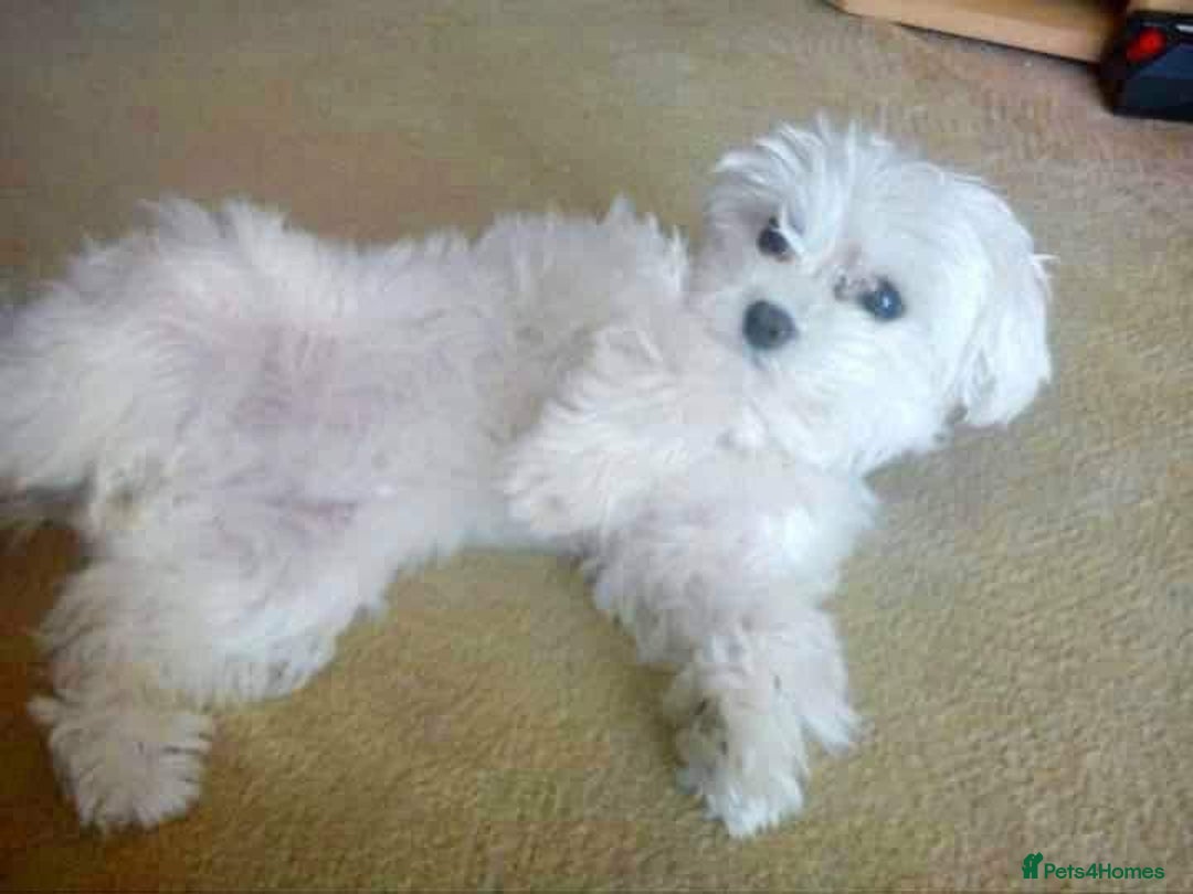 Maltese dogs for sale: pure maltese little girl - Advert 13