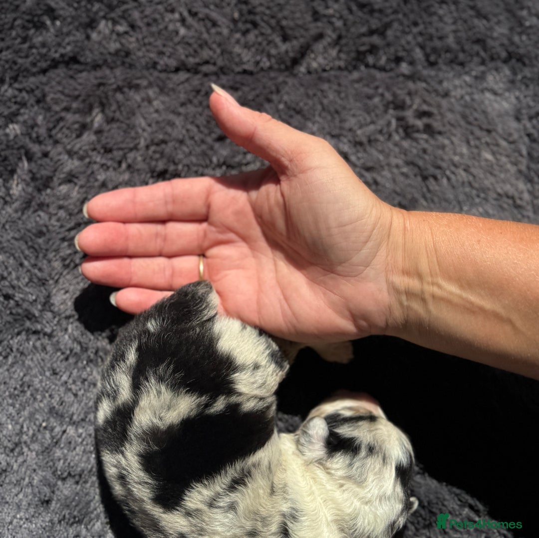 Australian Shepherd dogs for sale: KC registered Australian Shepard puppies - Image 5