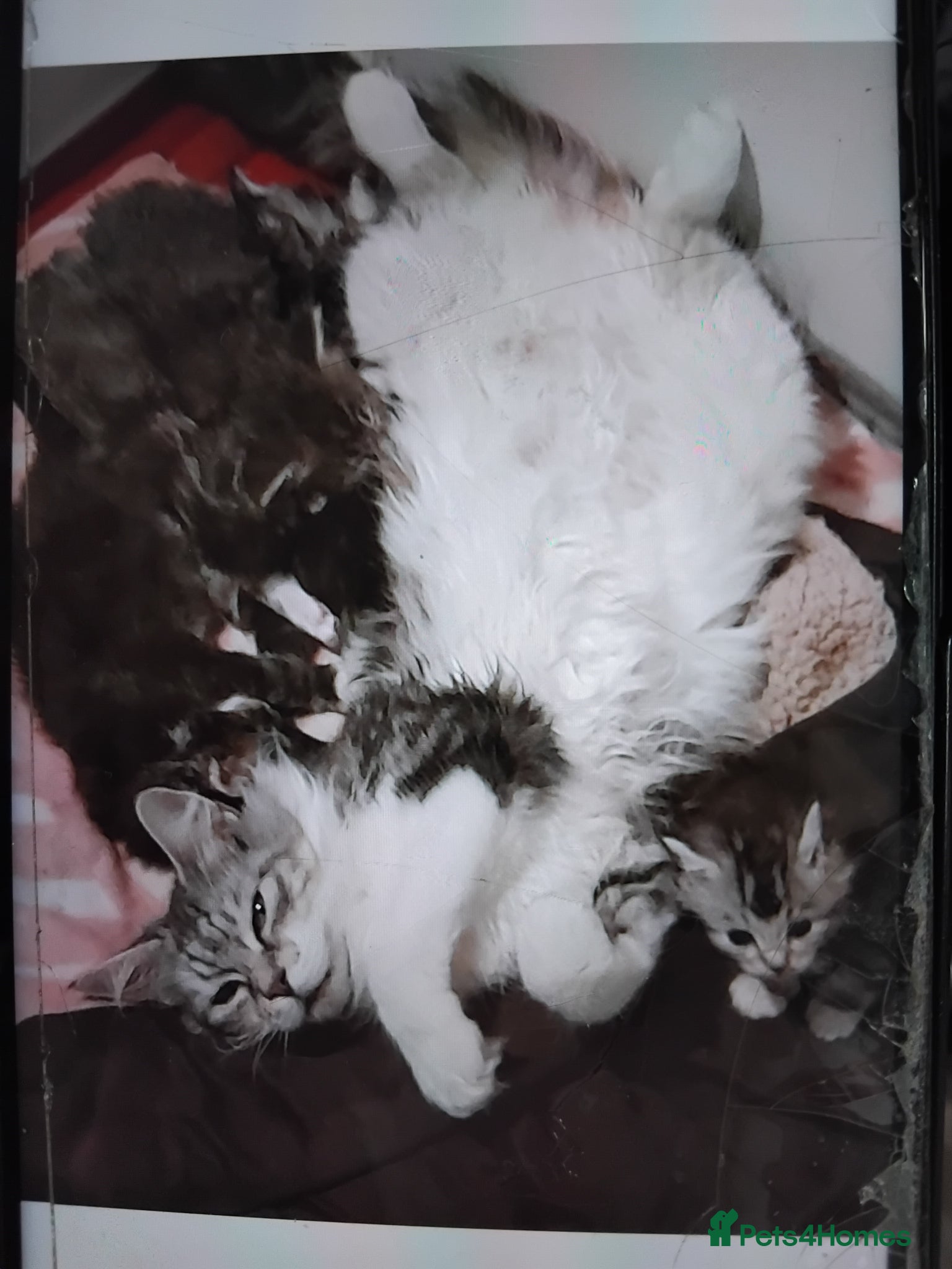 Maine Coon cats Maincoons  - Advert 4