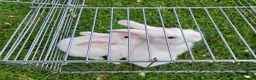 New Zealand rabbits for sale: New Zealand White rabbits (6 weeks old) - Advert 4