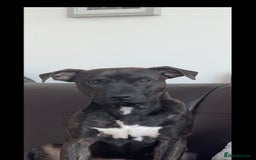 Staffordshire Bull Terrier dogs for sale: Beautiful male staff - Advert 1