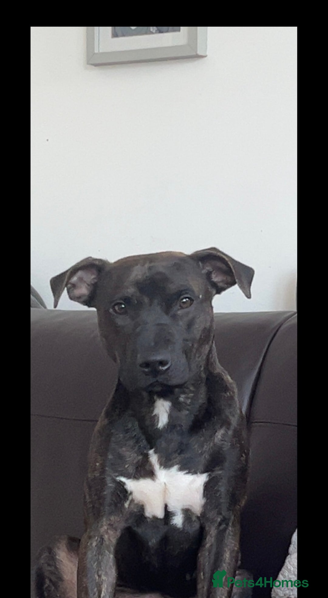 Staffordshire Bull Terrier dogs for sale: Beautiful male staff - Advert 1