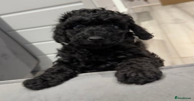 Labradoodle dogs - Advert 1