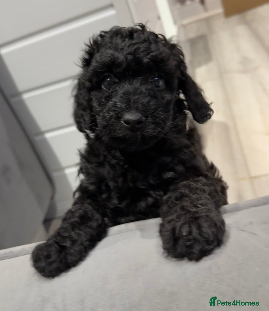 Labradoodle dogs for sale: F1bb labradoodle puppies black curly coat 🧬 clear - Image 2
