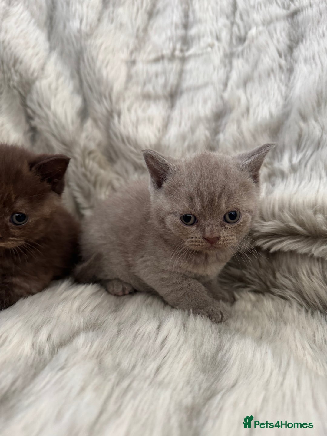 British Shorthair cats for sale: Gccf British Shorthair Kitten last girl available - Advert 16