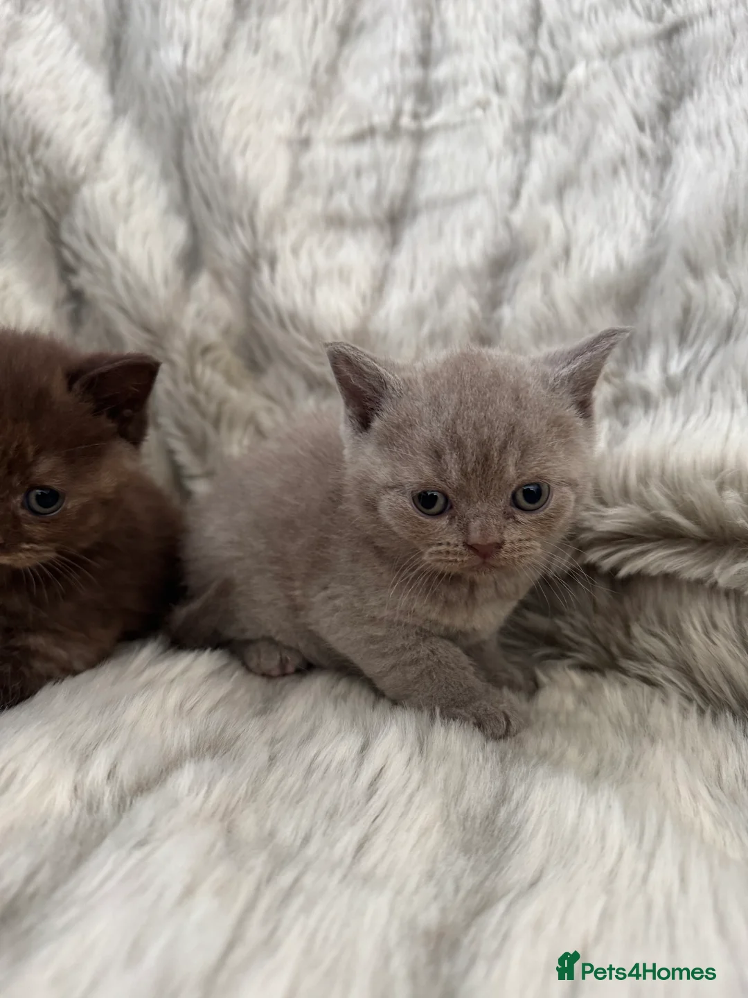 British Shorthair cats for sale: Gccf British Shorthair kitten READY NOW - Advert 17