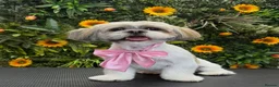 Mixed Breed dogs for sale: 2 dogs for sale  in Arbroath - Advert 2