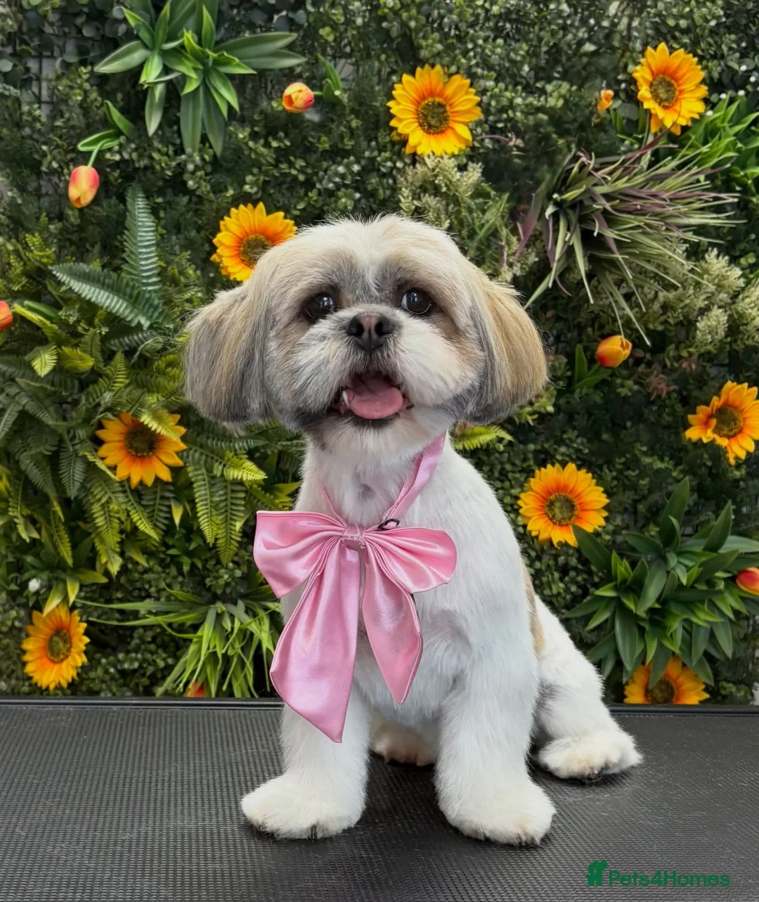 Mixed Breed dogs for sale: 2 dogs for sale  in Arbroath - Advert 2