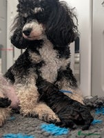 Toy Poodle dogs Sable/augoti toy poodle - Advert 6