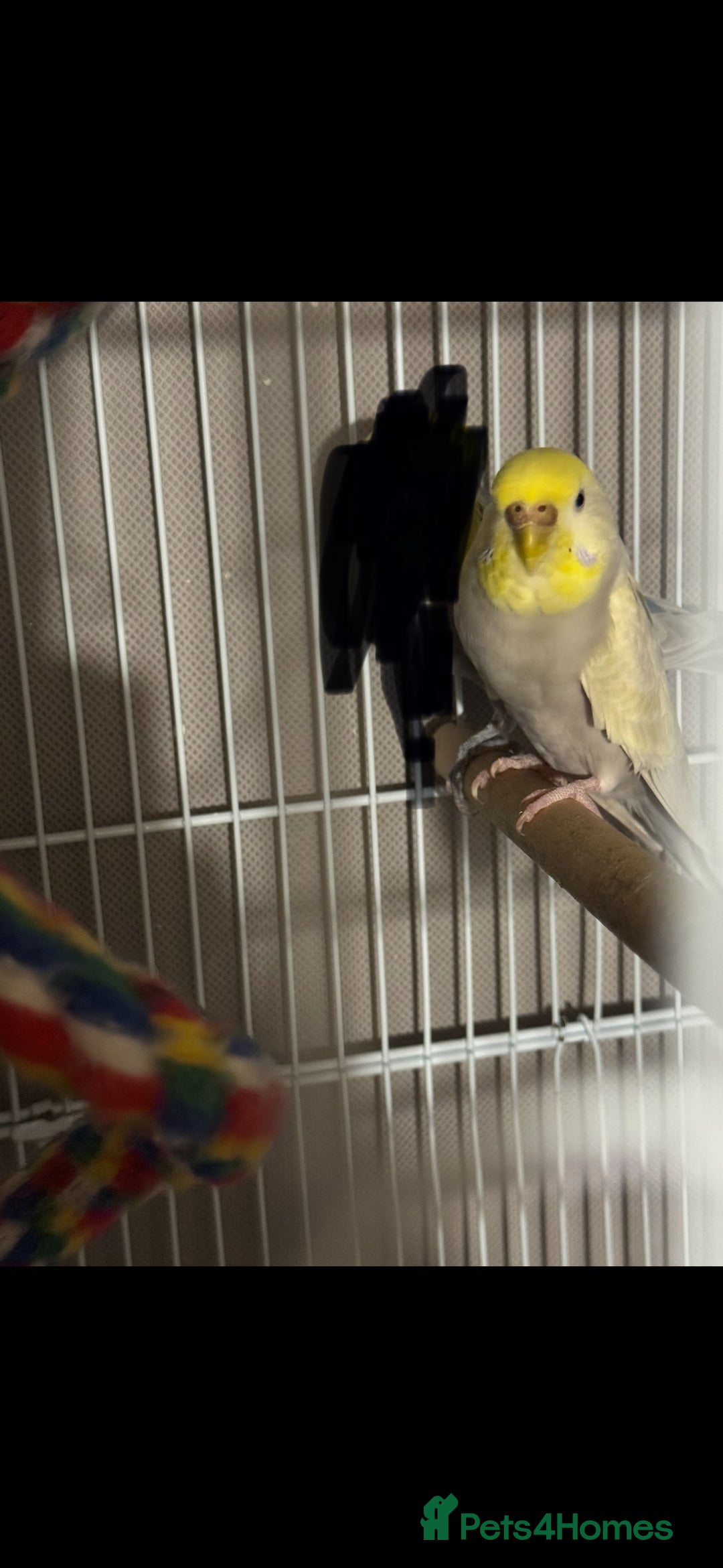 Mixed Breed birds for sale: Budgies  - Advert 1
