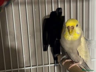 Mixed Breed birds Budgies - Advert 1