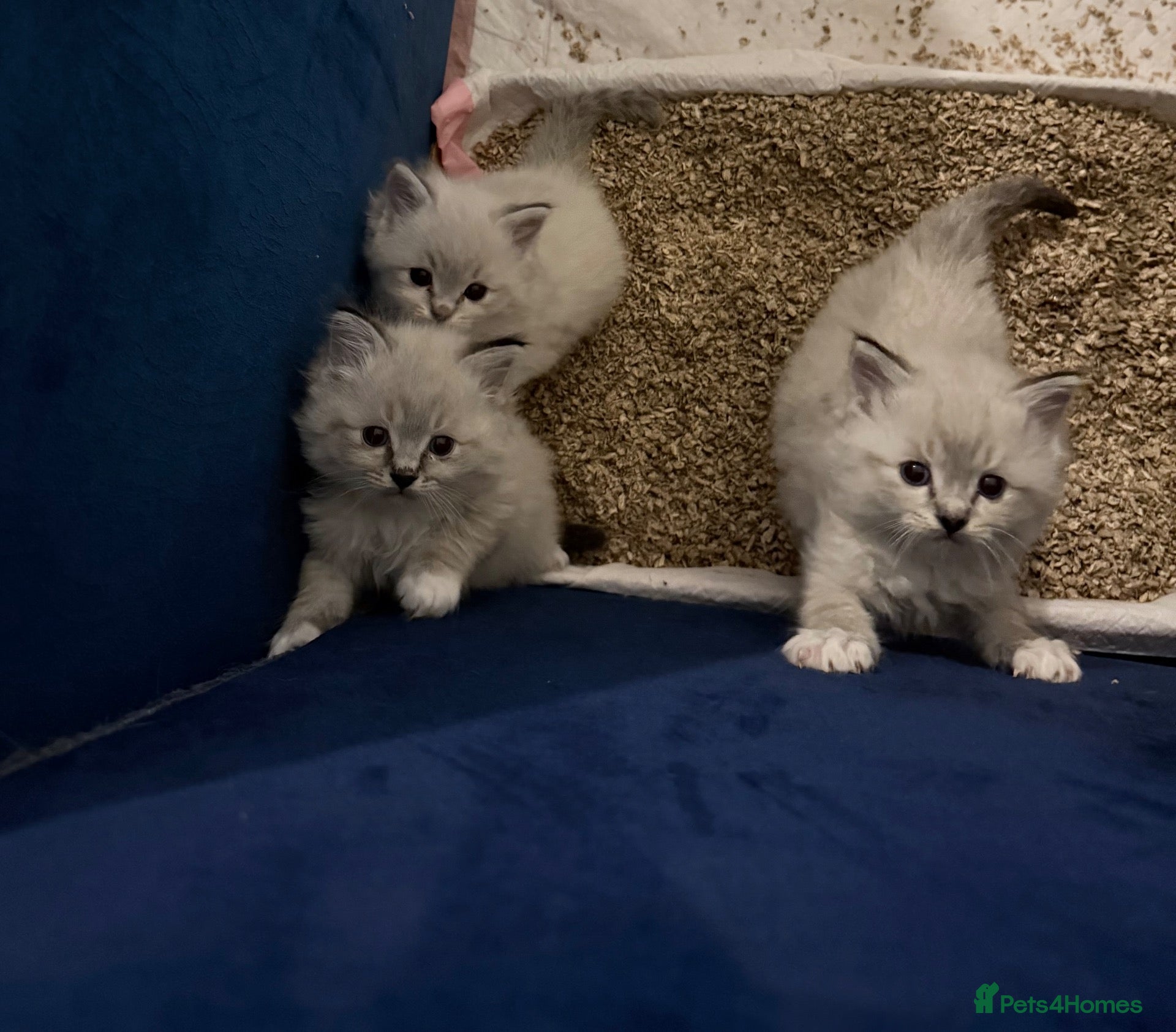 Ragdoll cats Adorable litter of Ragdoll kittens - Advert 19