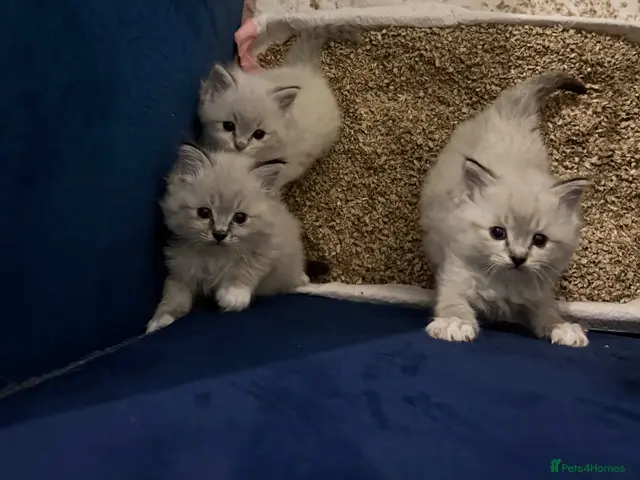 Ragdoll cats Adorable litter of Ragdoll kittens - Advert 19