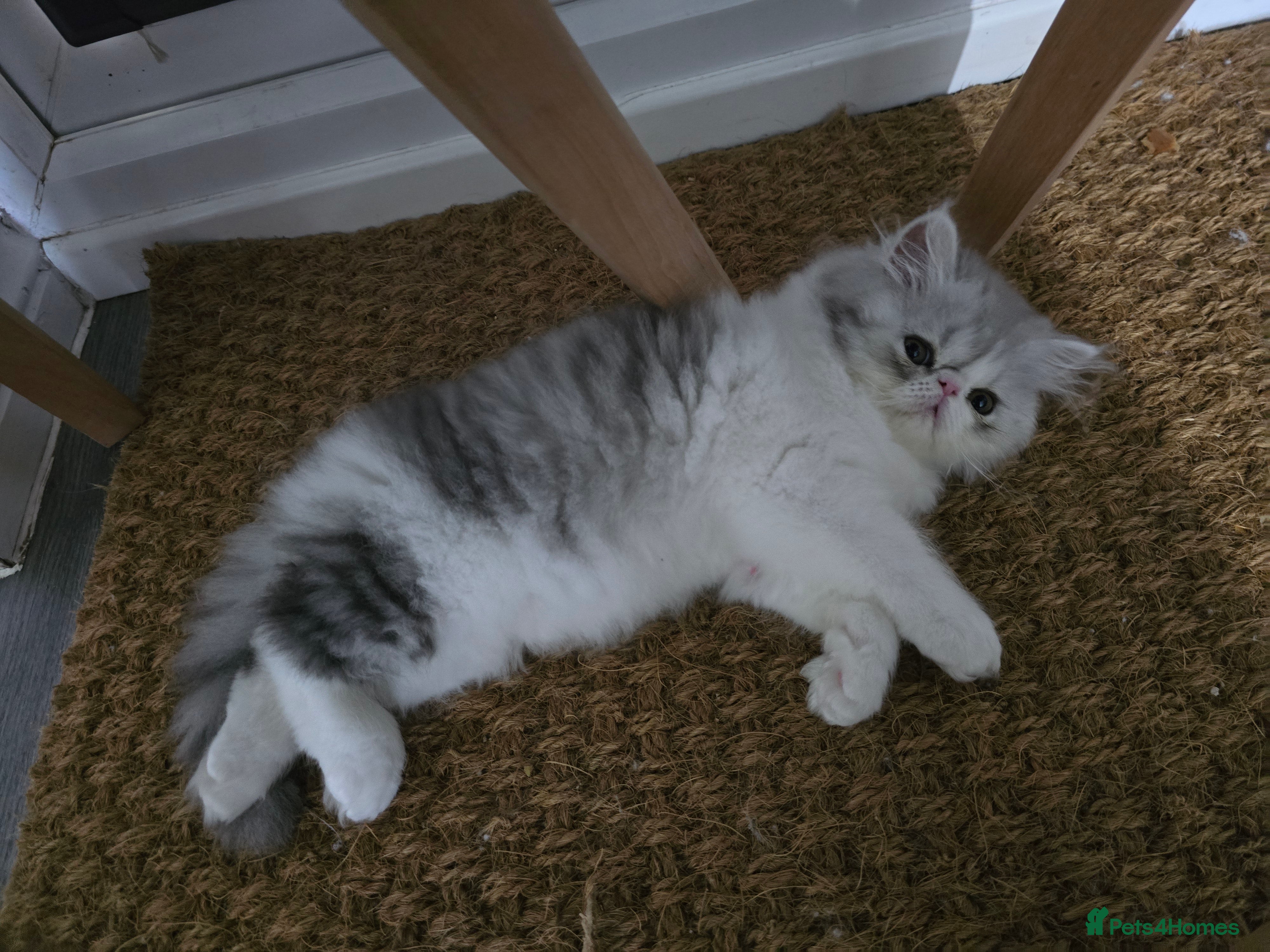 Persian cats Persian Kittens Extreme Punch Face – Bi-Color GCCF - Advert 5
