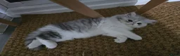 Persian cats for sale: Persian Kittens Extreme Punch Face – Bi-Color GCCF - Advert 1