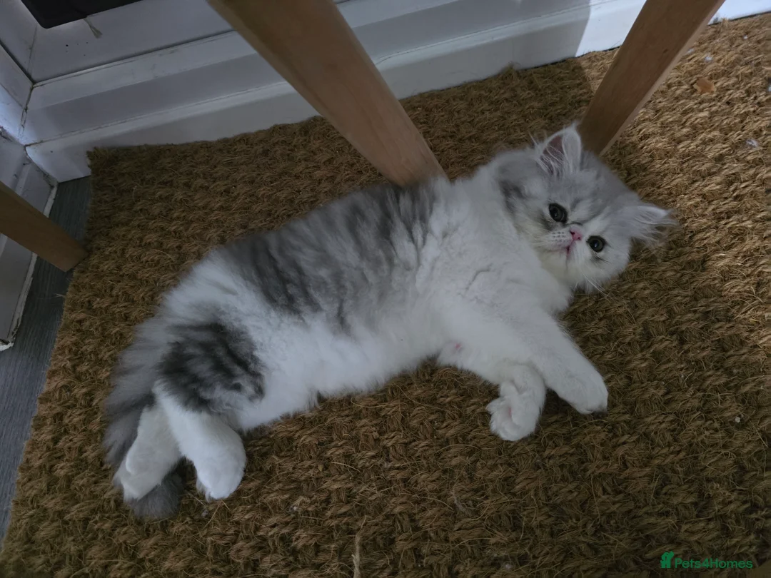 Persian cats for sale: Persian Kittens Extreme Punch Face – Bi-Color GCCF - Advert 1