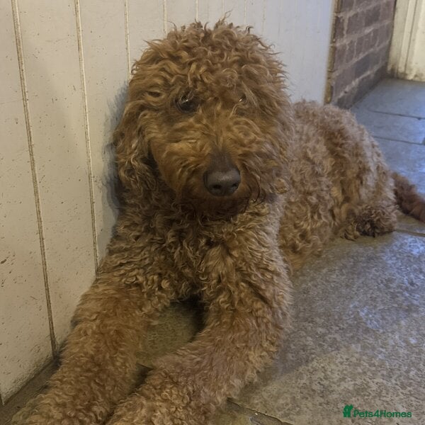 Goldendoodle dogs 4th generation standard dark red Goldendoodles  - Advert 2